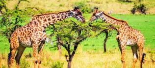 Les grands parcs du nord