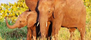 Safari Jambo version charme