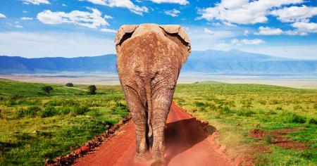 Cratère du N'Gorongoro