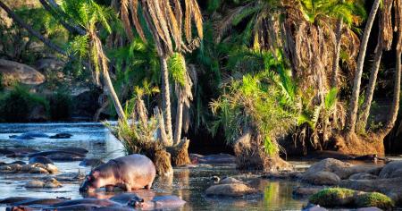 Parc national du Serengeti