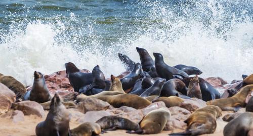 Kayak de mer à Walvis Bay
