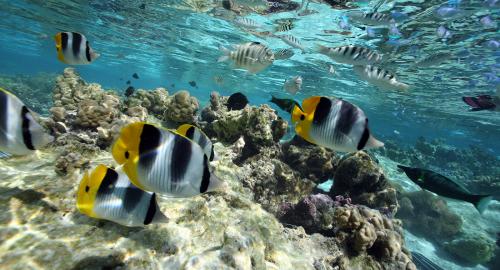 Reef discovery Reef discovery