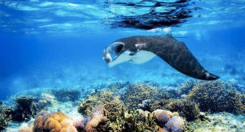Maldives : La plongée