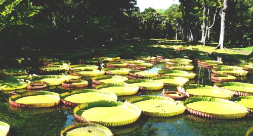 Pamplemousses / Port-Louis