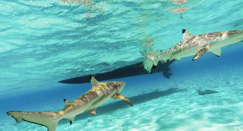 Bora Bora : La plongée