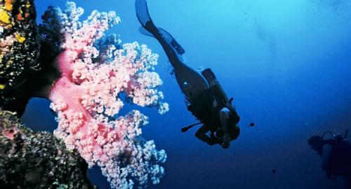 La Réunion : Plongée